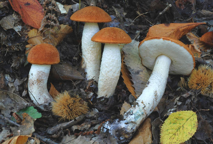 Un leccinum particolare